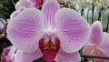 x_Szlovenia-orchideafarm (14)